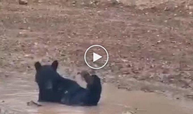 Mud bath for a bear