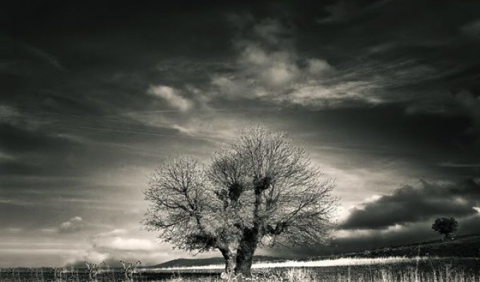  Черно-белая природа (34 фото)