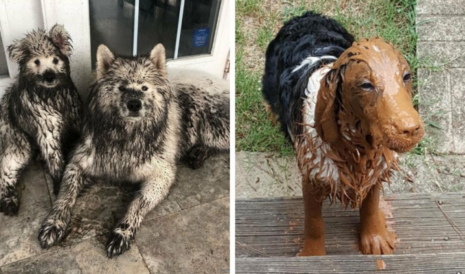 19 dogs that you shouldn’t feed with bread, just let them roll around in the mud (20 photos)