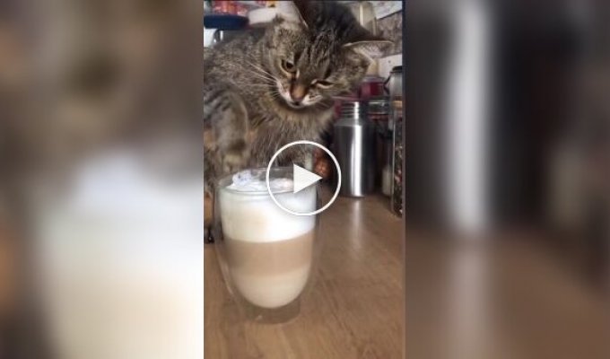 A cat tried milk foam