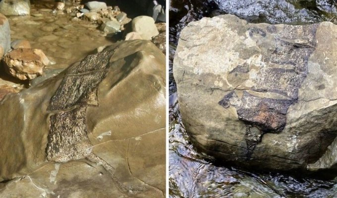 A powerful cyclone exposed the fossils of giant sea creatures that lived 80 million years ago (4 photos)