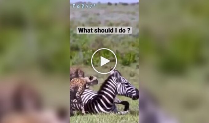 Гепарды растерялись при виде отдыхающей зебры