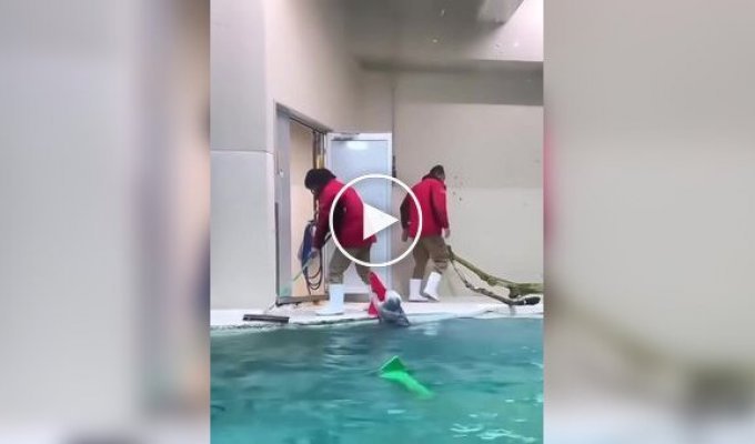 Самая заботливая выдра: помогла убраться и поблагодарила массажем