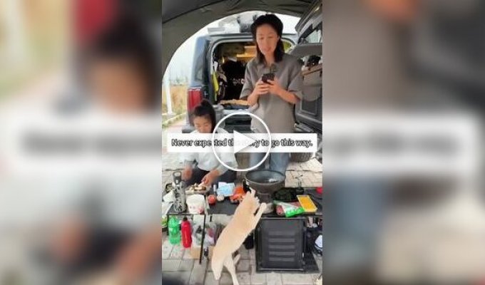 Попытка кота разогреть себе еду