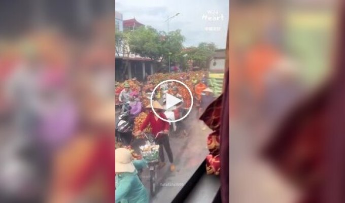 Фруктовая магистраль Вьетнама: как тысячи мотоциклов везут личи