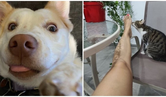 30 goofy pets that act ridiculous and funny (31 photos)