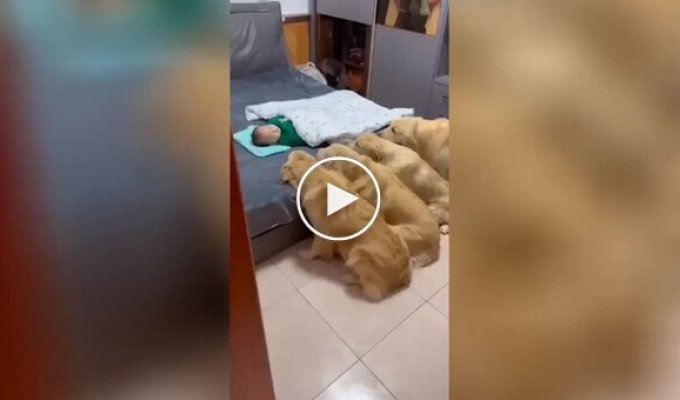 Dogs guard the baby's sleep
