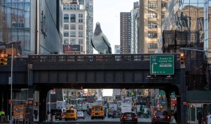 A five-meter sculpture of a dove will be installed in New York (3 photo)