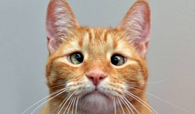 Очаровательный косоглазый кот Джарвис (7 фото)