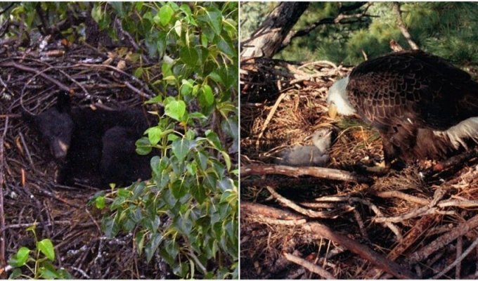 The bear decided to sleep in the eagle's nest (5 photos)