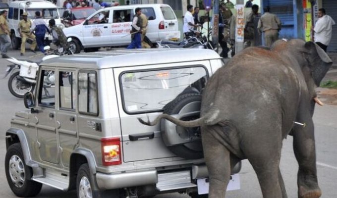 Обезумевшие слоны в Индии (6 фото)