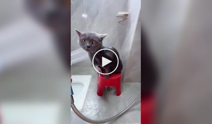 Купание воспитанного кота