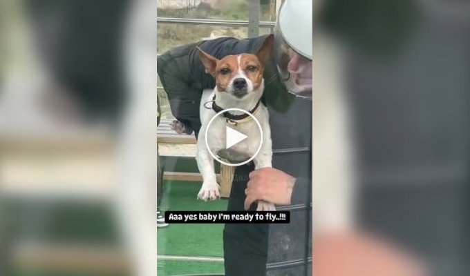 A dog flew in a wind tunnel