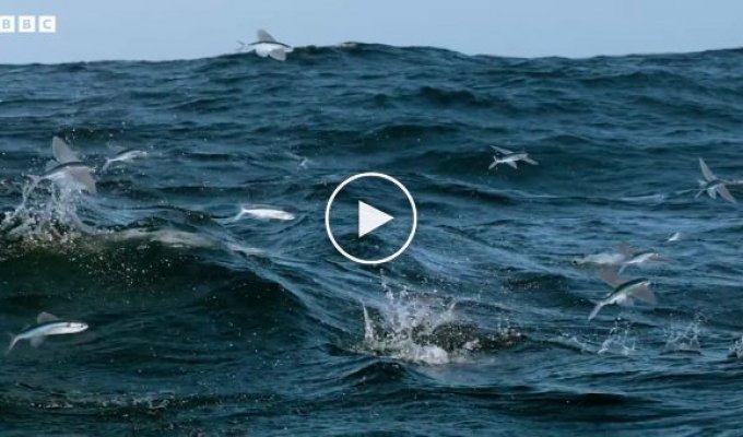 Летучие рыбы пытаются скрыться от хищников