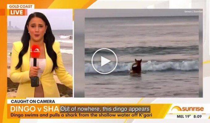 Динго выхватил детеныша акулы из мелководья на глазах у рыбака