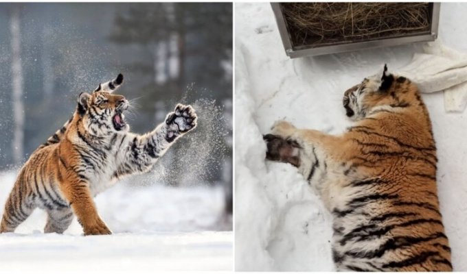 В Хабаровском крае амурская тигрица случайно заперлась в собачьем вольере (3 фото)