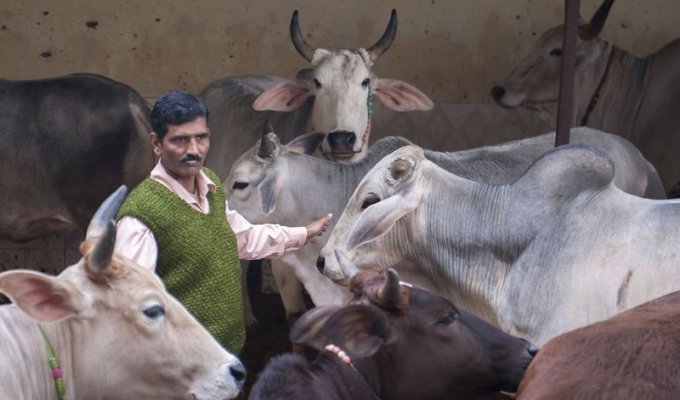 Индусы пьют коровью мочу для профилактики (4 фото)