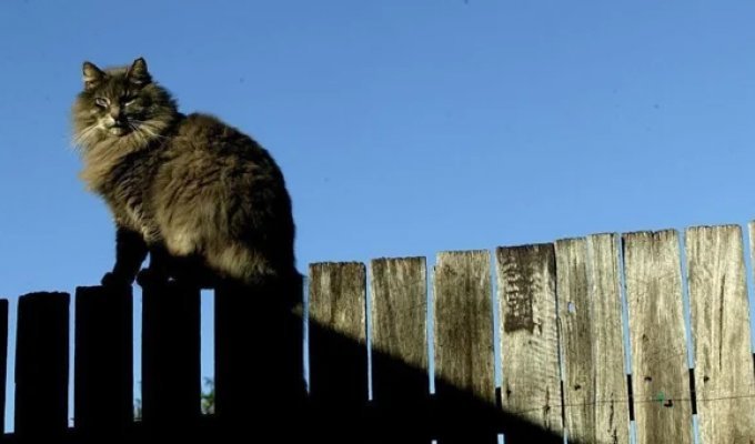 Мужчина принёс в суд кошачьи экскременты (3 фото)