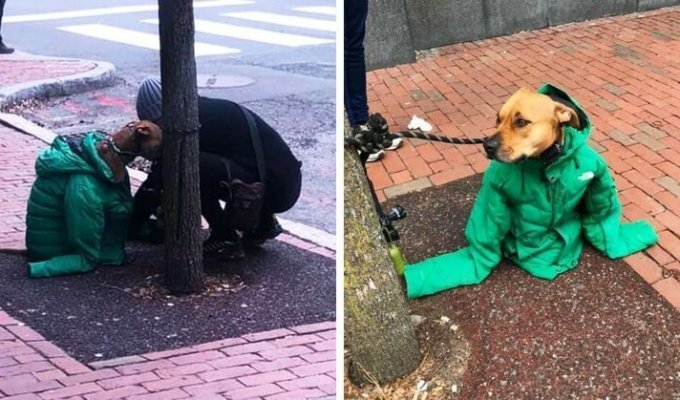 Девушка надела на пса свою куртку, чтобы он не замёрз — и превратила его в главного модника на район (4 фото)