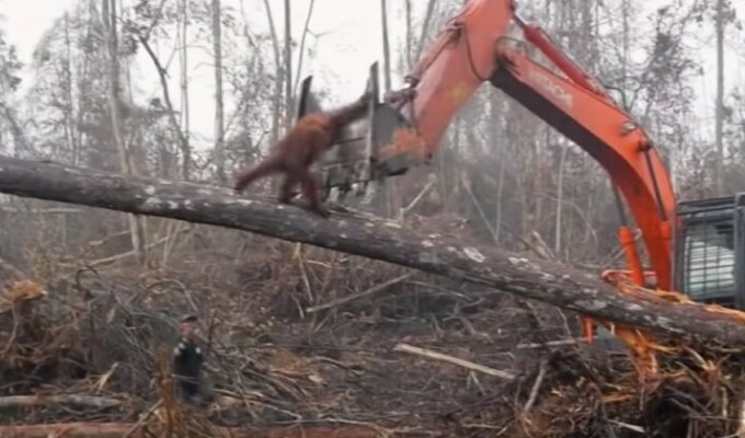 В Индонезии орангутан бросился на экскаватор, пытаясь спасти дерево (5 фото + 1 видео)