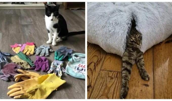 25 фото котів, які розфарбують яскравими фарбами навіть найхмарніший день (26 фото)