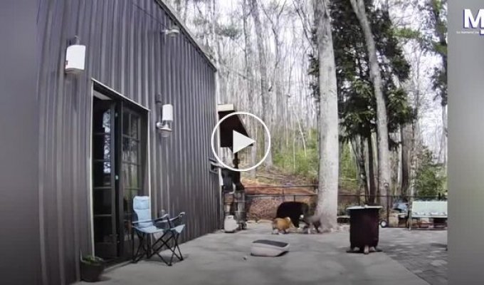 Неожиданные гости: медведи оказались на частной территории