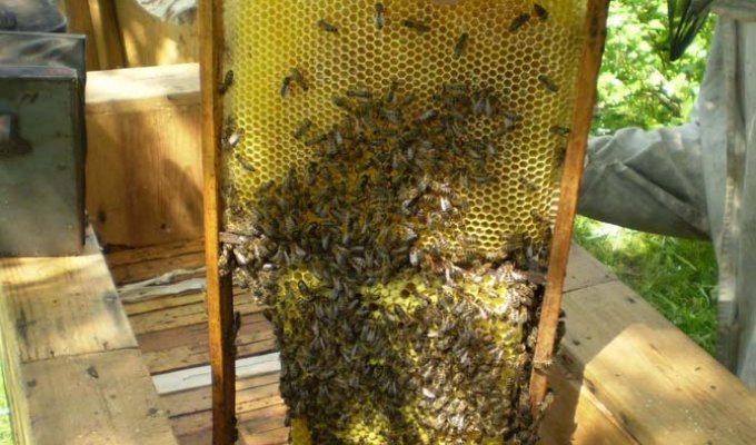 Как я добывал мед (20 фото)