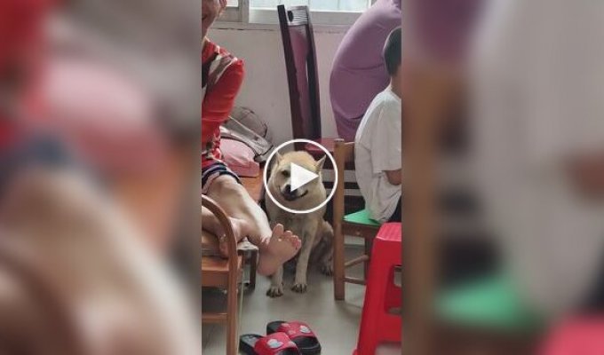 Реакция разных животных на гром