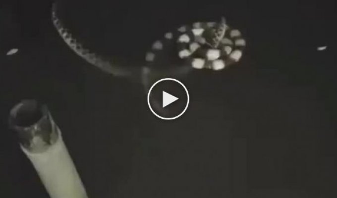 What does the love dance of water snakes look like?