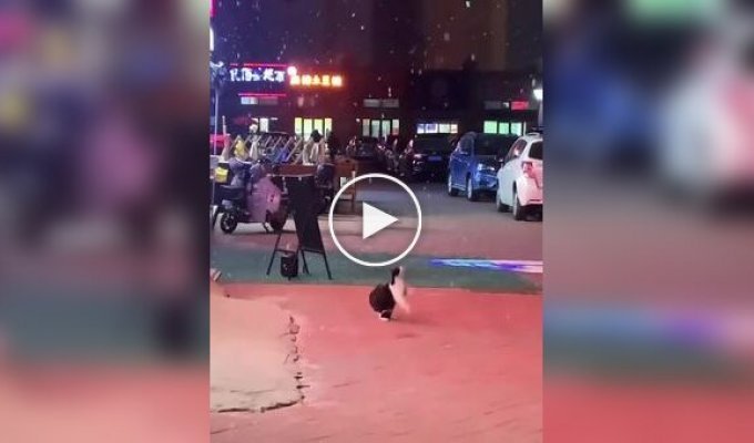 Кот впервые увидел снег