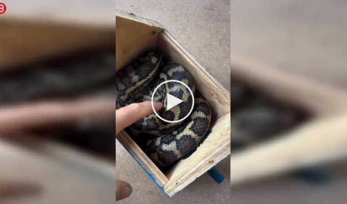 Австралия в своем стиле: скворечник захватила змея