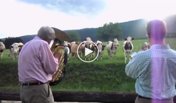 Коровы любят джаз
