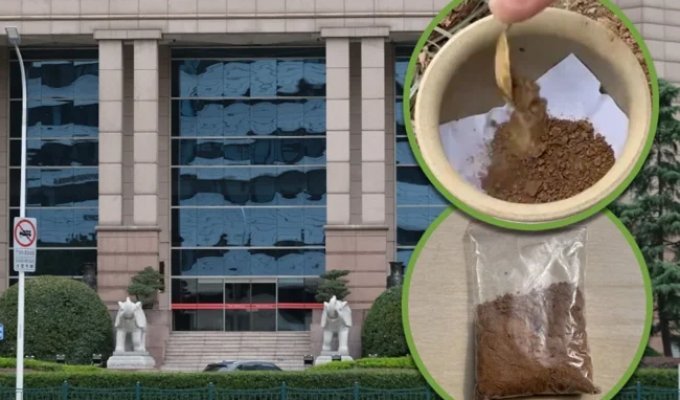 In China, they steal soil from plant pots in banks (6 photos)