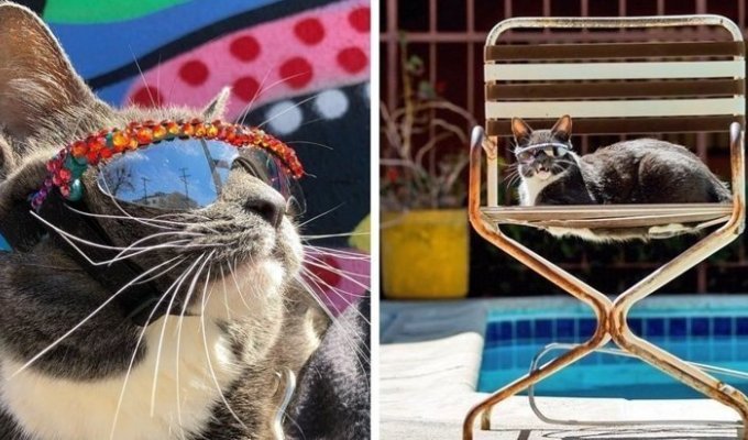 У этой кошки в солнечных очках редкое заболевание, но она слишком крута, чтобы замечать такие мелочи (24 фото)