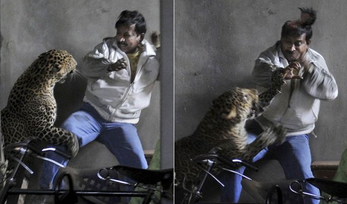 Леопард скальпировал горожанина в Индии (9 фото)