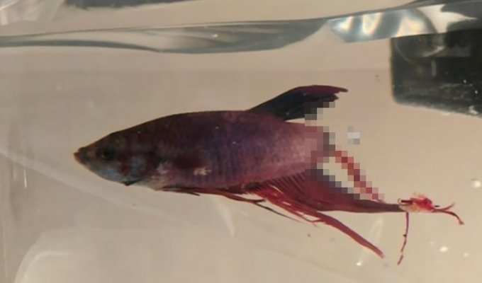 Женщина увидела загнившую рыбку в зоомагазине и сумела вернуть ее к жизни (8 фото)