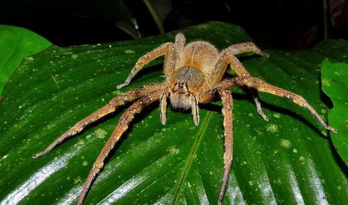 10 самых страшных насекомых Австралии, которых стоит обходить стороной (11 фото)