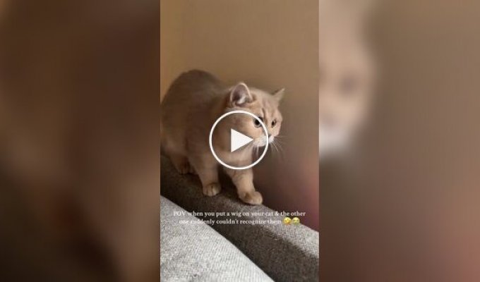 Реакция кота на сородича в парике
