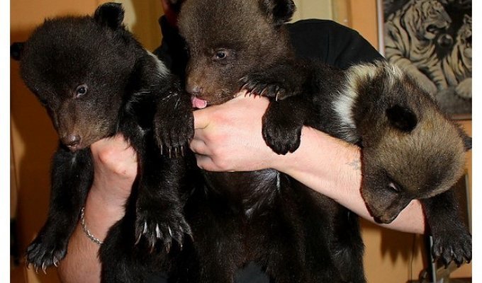 В Харьковском зоопарке показали новорожденных медвежат (7 фото)
