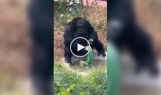 Хозяйственный шимпанзе