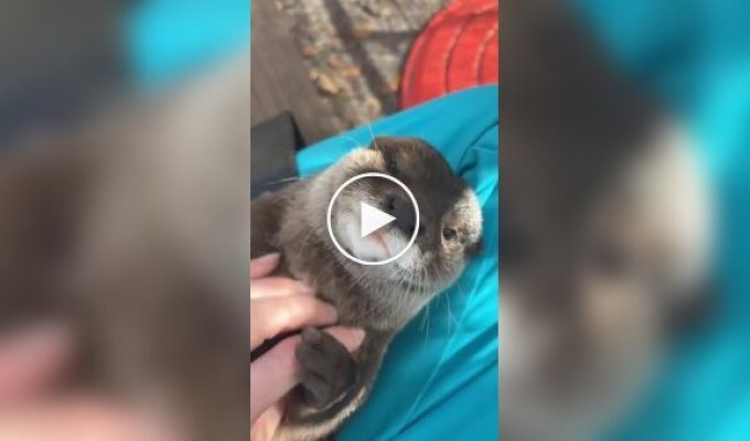 Сотрудница зоопарка будит выдру