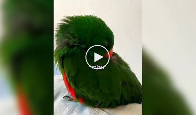 A parrot talks in its sleep