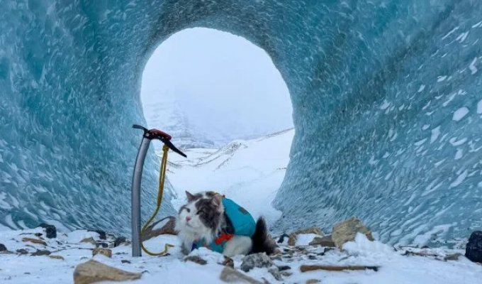 Кот по кличке Гэри путешествует по Канаде вместе со своим хозяином (5 фото + 2 видео)