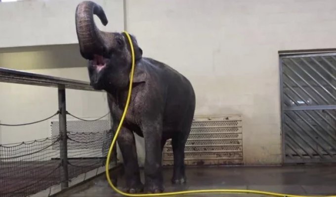 Elephants can play pranks on each other (4 photos + 2 videos)