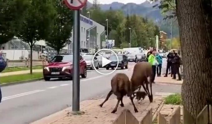 Deer started a fight in the center of a Polish city