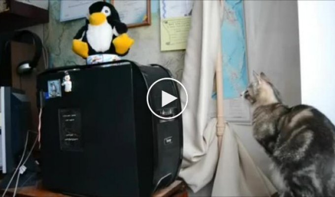 Кот против компьютерного привода для дисков