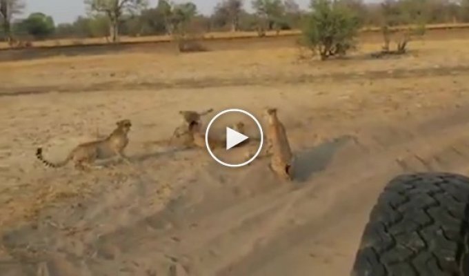 Two young cheetahs protected their mother from an aggressive male