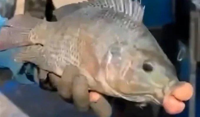 The Fishermen Are Amazed by the Catch with Huge Lips (3 photos + 1 video)