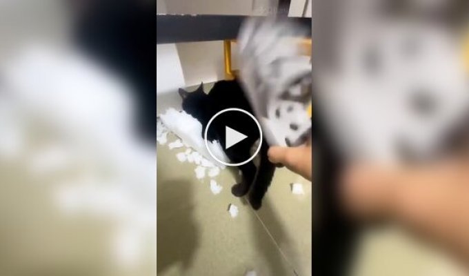 Кошка, которая любит пожестче