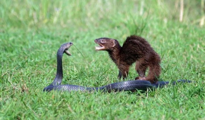 A plane’s departure was delayed in India due to a fight between a mongoose and a cobra on the runway (2 photos + 1 video)